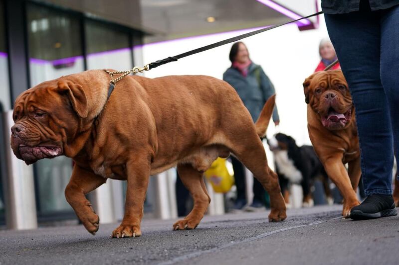 Crufts Dog Show – Day One