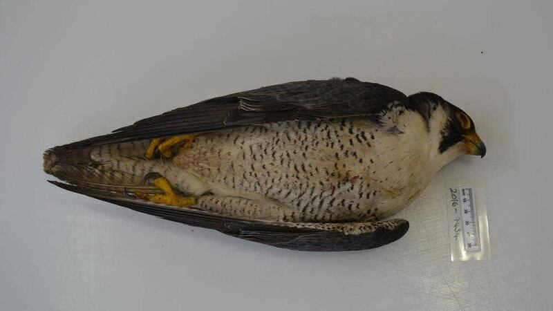 A peregrine falcon was discovered dead through poisoning at a quarry on the Glenhead Road near Ballymena on April 11 
