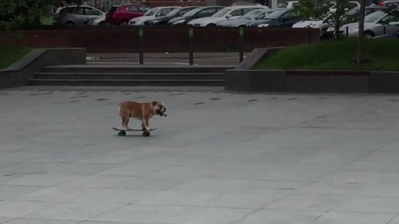 As you can imagine, dogs riding skateboards encounter a few obstacles.