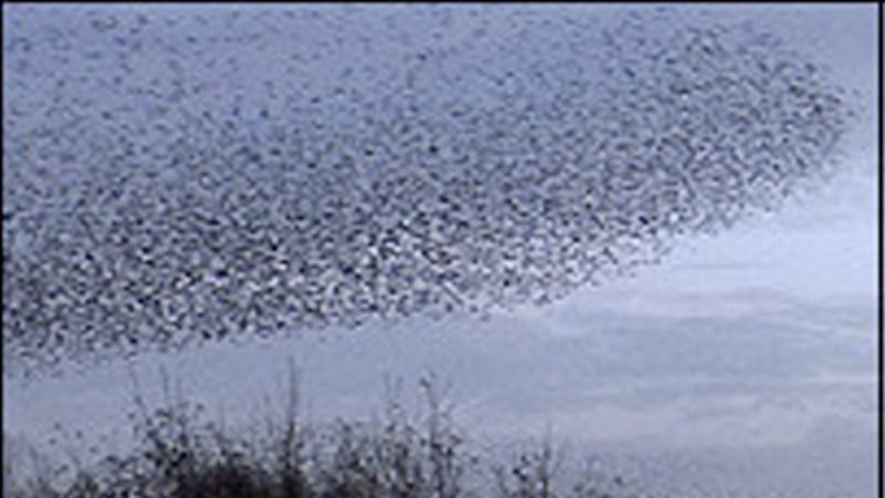 The nightly gathering of starlings, is called a murmuration 
