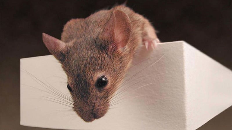 The animals can smell illness in other mice, a study from Massachusetts Institute of Technology (MIT) said.