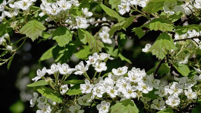 Hawthorns are primed to spill their gestating treasure of white-leafed and yellow-buttoned blossoms and green leaves 