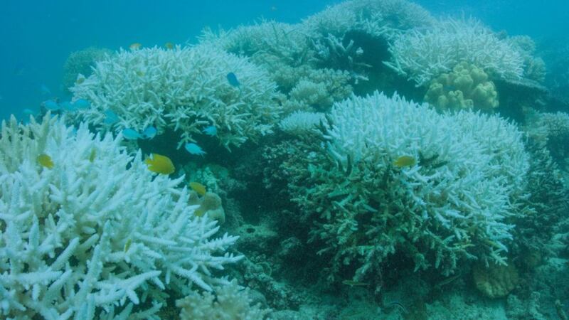 The Great Barrier Reef has been hit by mass bleaching for the second year in a row