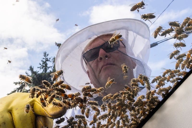 Canada Ontario Bee Crash
