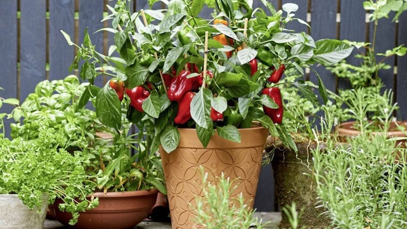 Growing conditions are key in influencing the heat of a chilli pepper 