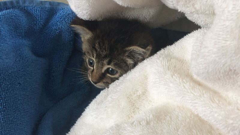 The four-week-old kittens became trapped in an underground sewage pipe in Essex.