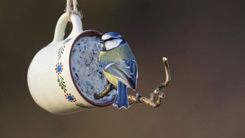 A blue tit eating from a feeder - you never know what birds might visit your garden if you leave out food for them. 