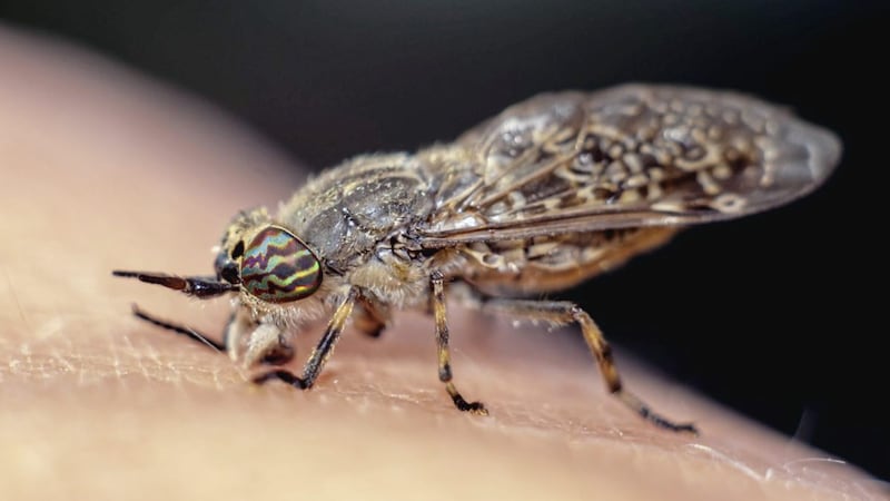 Ouch &ndash;&nbsp;horseflies use their saw-like teeth slice open skin, while releasing an anti-coagulant to stop blood from clotting as they eat 