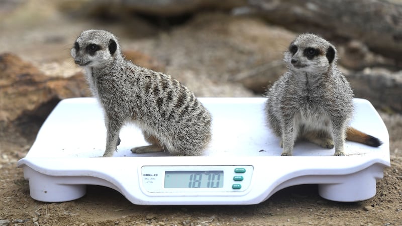 Staff at the Dunstable zoo have been seeing if their creatures measure up.