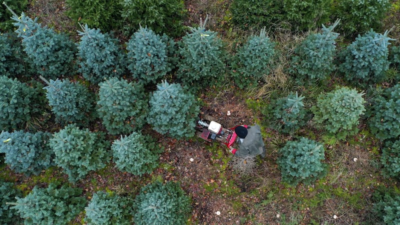 Workers at an Oxfordshire farm are felling and bagging hundreds of spruce trees ready for the festive period.
