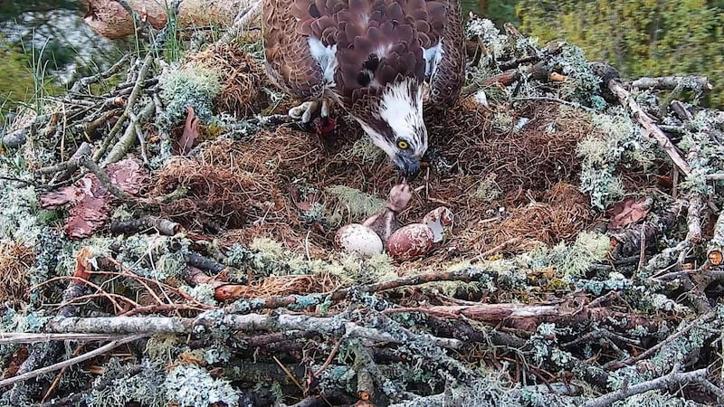 The two remaining eggs in the nest at Loch of the Lowes are expected to hatch by the end of the week.