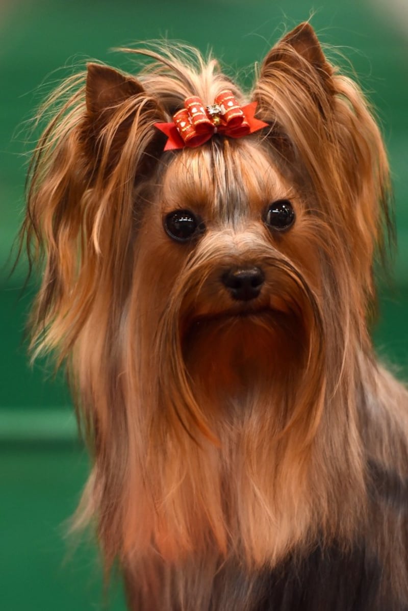 yorkshire terrier with a bow in its hair (Joe Giddens/PA)