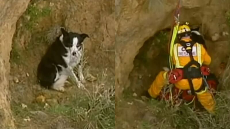 Firefighters climbed down the cliff to rescue Jimmy, who had got stuck on a ledge in Victoria.