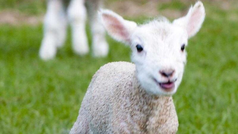 RIGHT: New Zealand lambs a drag on farm profits. 