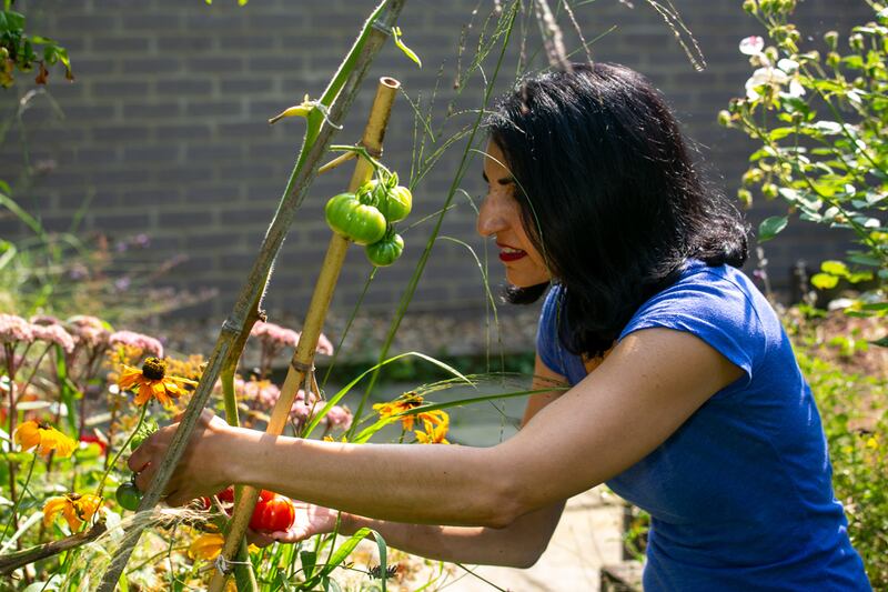 Raisa picking tomatoes in her garden