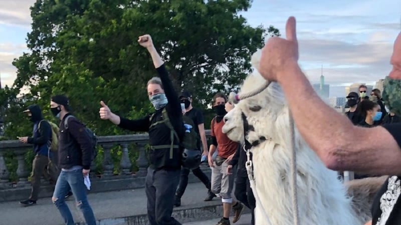 Caesar the therapy llama was spotted by Black Lives Matter protesters at a demonstration in Portland, Oregon.