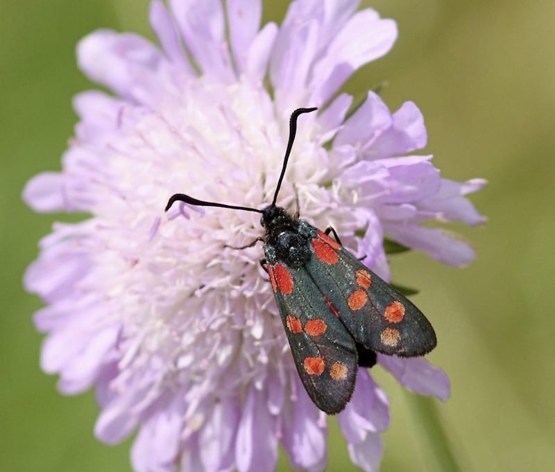 A six-spot burnet moth 