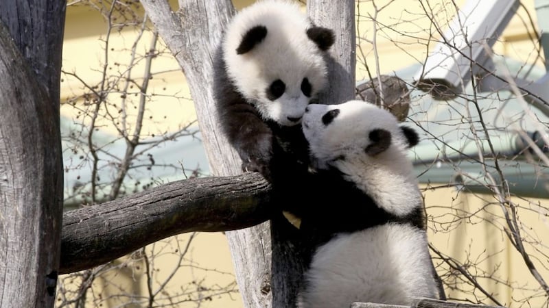 This is why pandas are black and white
