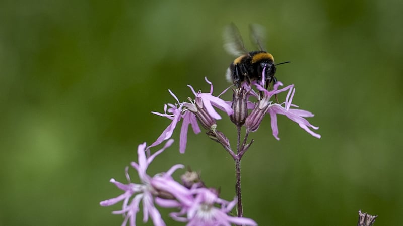 There are many effects you might have seen, such as bumblebees in January due to mild conditions.