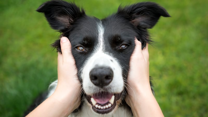 Close up of a Border Collie being held and looking direct into the camera. A loving expression on the dogs face.