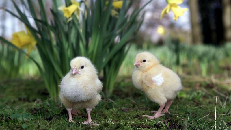 Researchers have been looking at how the animals became part of modern Easter traditions.