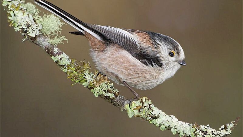 The acrobatic movements, distinctive trilled calls and delicate pinkish tones of the long-tailed tit provided a welcome distraction from fading daylight 