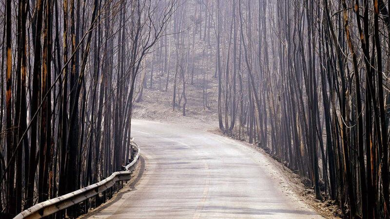 Burnt trees line a road near Agueda, in Aveiro, northern Portugal, on Tuesday after the forest fires. Picture by Sergio Azenha/AP 