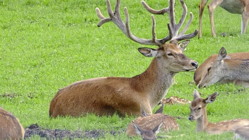 A public consultation is underway in the Republic on how to manage the deer population, which it is claimed is increasing road &#39;smashes&#39; in Donegal. 