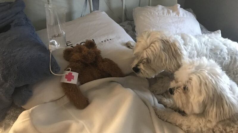 ‘Those dogs look like worried parents at the hospital waiting for news on their son…’