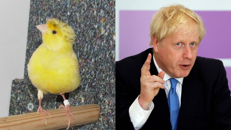 The bird was named after new Prime Minister Boris Johnson after being found flying loose in a Plymouth park.