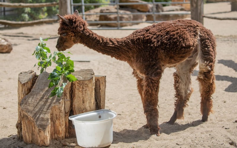 Undated handout photo issued by ZSL London Zoo of Trigger the alpaca after a lockdown haircut at the zoo to keep him cool during the country-wide heatwave
