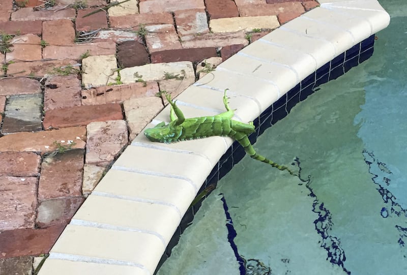 Florida frozen iguanas.