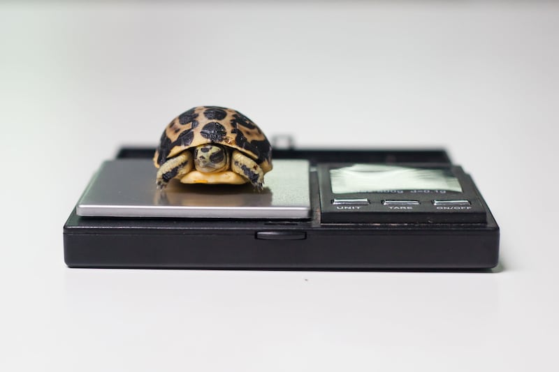 It is one of the world's smallest and rarest tortoises (Paignton Zoo/PA)