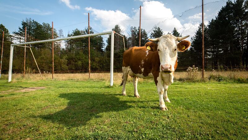 Geese, pigs, cows and llamas are among the livestock that will be welcome when Austin Bold take on Phoenix Rising in the US.