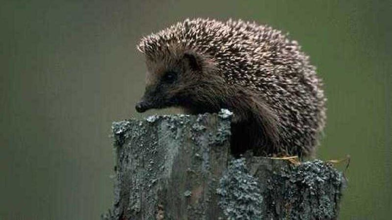 The European hedgehog is being championed by Northern Ireland&#39;s environment minister Mark H Durkan as part of NIEL&#39;s new Species Champion initiative 