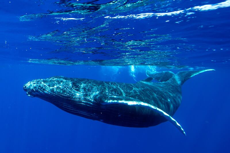 Humpback whales are one of the few species listed under the treaty whose situation has improved