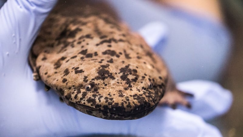 The Chinese giant salamander will be the only one of its species on display in a UK zoo, according to ZSL.