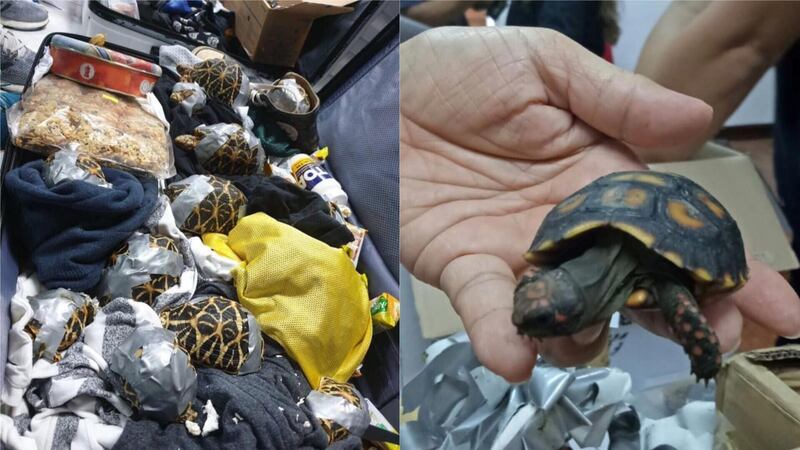 The illegally trafficked wildlife was rescued from four bags belonging to one passenger.