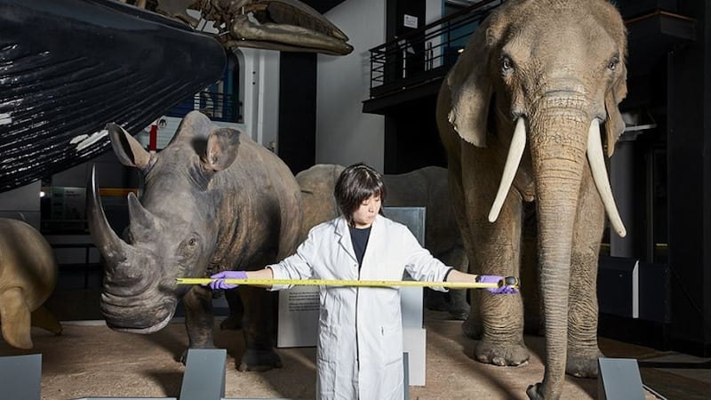 The Natural History Museum, V&A and Science Museum are opening their doors again with new safety measures. 