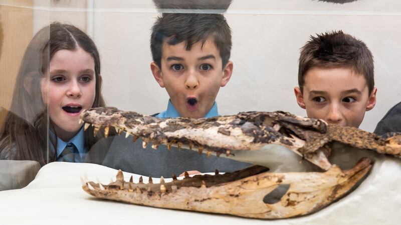 The meticulously conserved creature has been put on display at a Welsh primary school for everyone to enjoy.