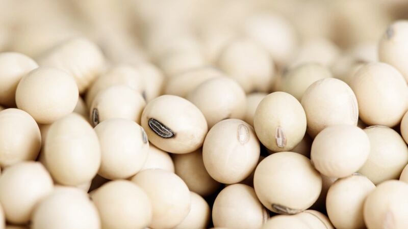 Dipeptide, which can be obtained from soya beans, may help prevent memory loss 