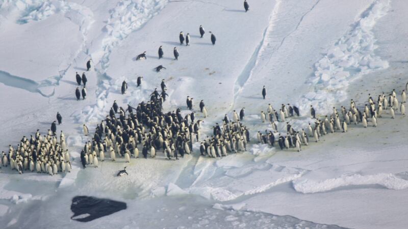 Emperor penguins on sea ice (Suzanne Pelisson/Woods Hole Oceanographic Institution)