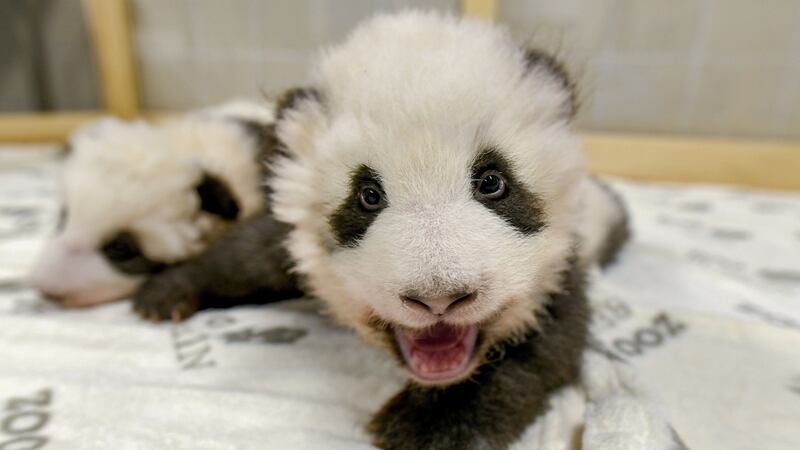 Just three months old, the zoo says the pandas are thriving.