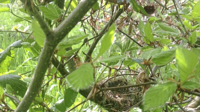 A bird&#39;s nest wedged in among the branches of a beech planted just five years ago 