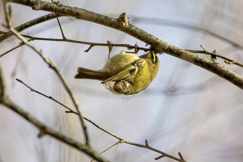 A goldcrest picking at the bark of a tree to feed on small insects. 