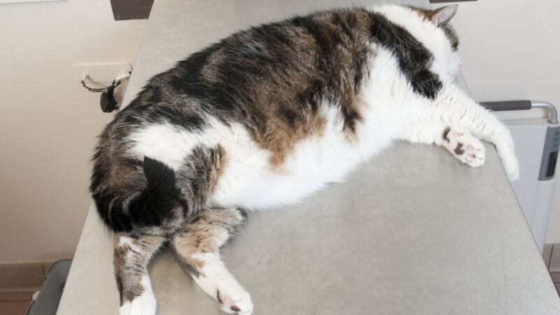 What is Fat Cat Wednesday and why is everyone so riled up about it?