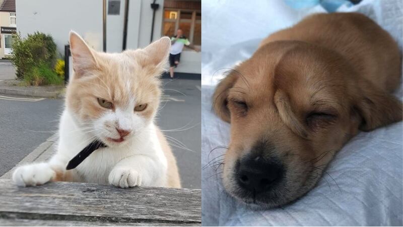From a puppy with a tail on its head to a regal cat who was thrown a birthday party by a whole town.