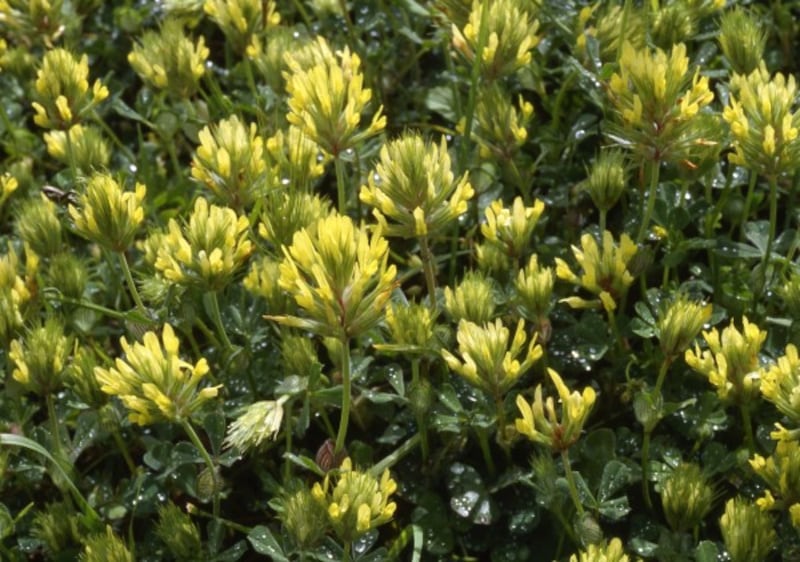 Undated handout photo issued by Plantlife of sulphur clover. Some of the UK's rarest plants are at risk of extinction unless action is taken to look after the road verges that have become their final refuge, it has been warned.