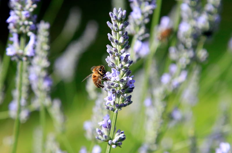 A bee amongst lavender