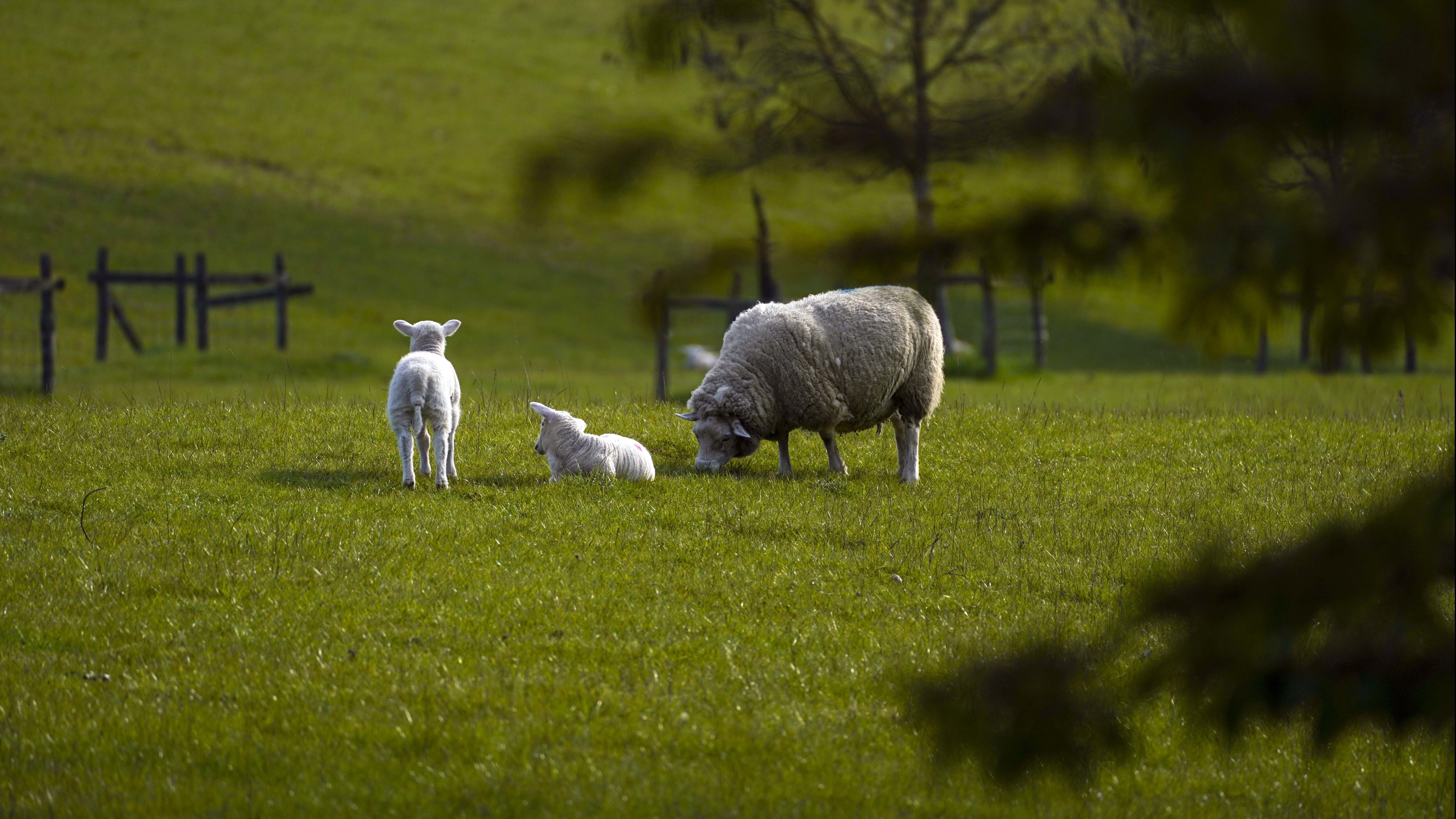 Deiam Ulster Farmers’ Union welcomes progress on plan to cut red tape on ...